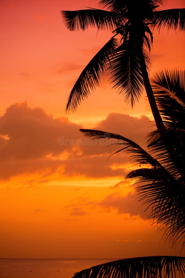 Palm trees silhouette at sunset tropical beach. Orange sunset.