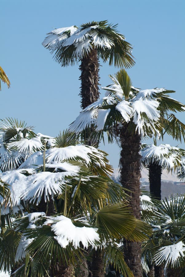 2015 Palm Trees In The Snow