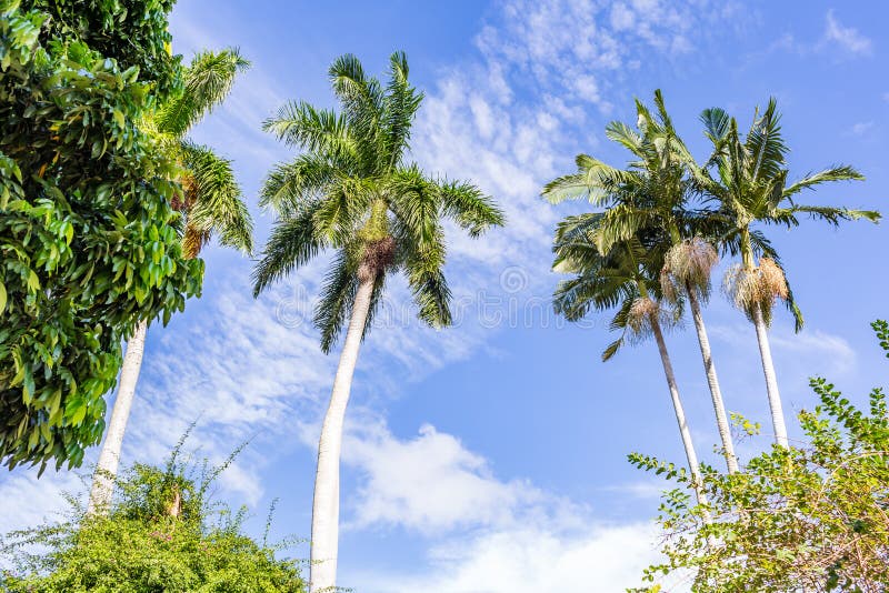 Palm Trees in South Florida Stock Image Image of growth, huge 90393409