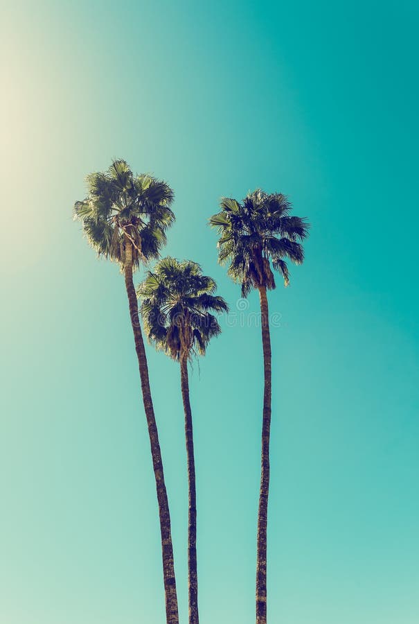 Palm Trees in Palm Springs stock image. Image of spring - 156736193