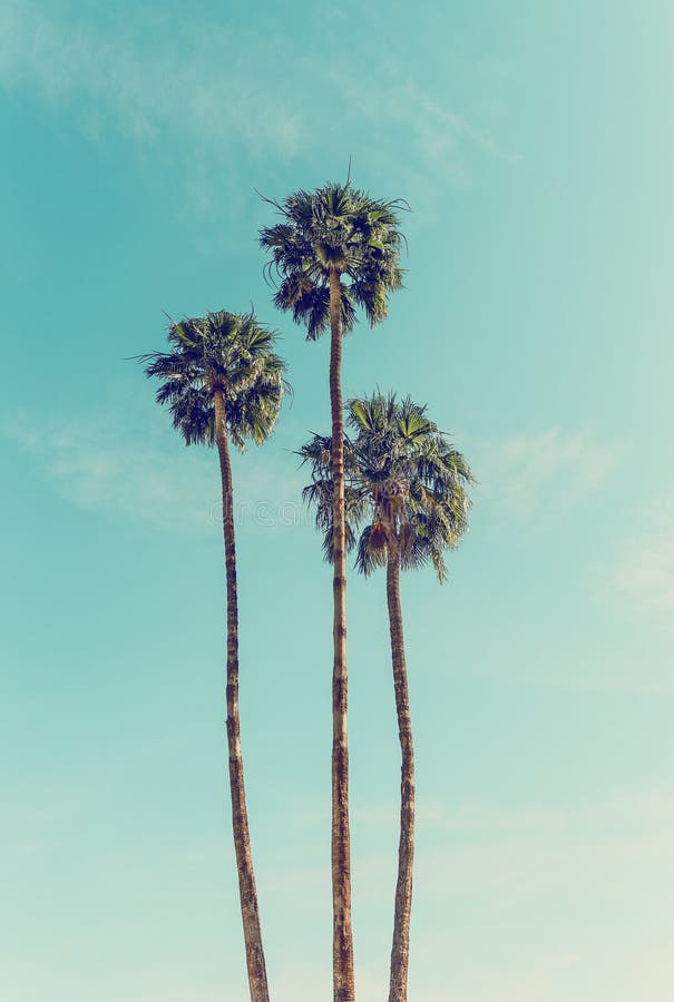 Palm Trees in Palm Springs stock photo. Image of sunny - 156736372