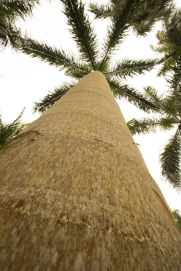 Palm Trees in Springtime in South Florida. Stock Image Image of