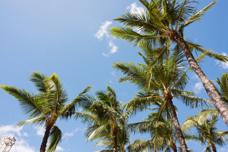 Hawaiian Palm Trees stock photo. Image of vacation, hawaii - 94267896