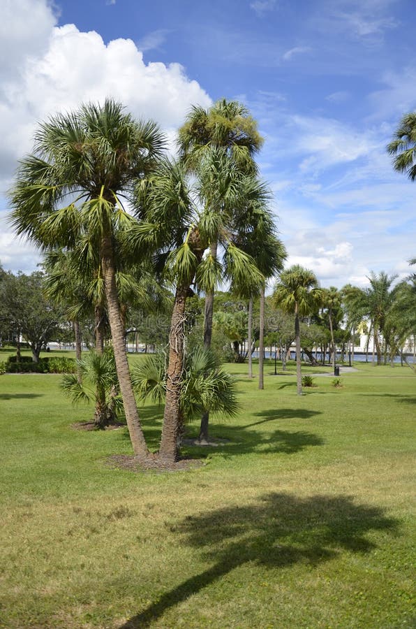 Palm Trees Stock Photo Image Of Blue Grass Tampa 101794546