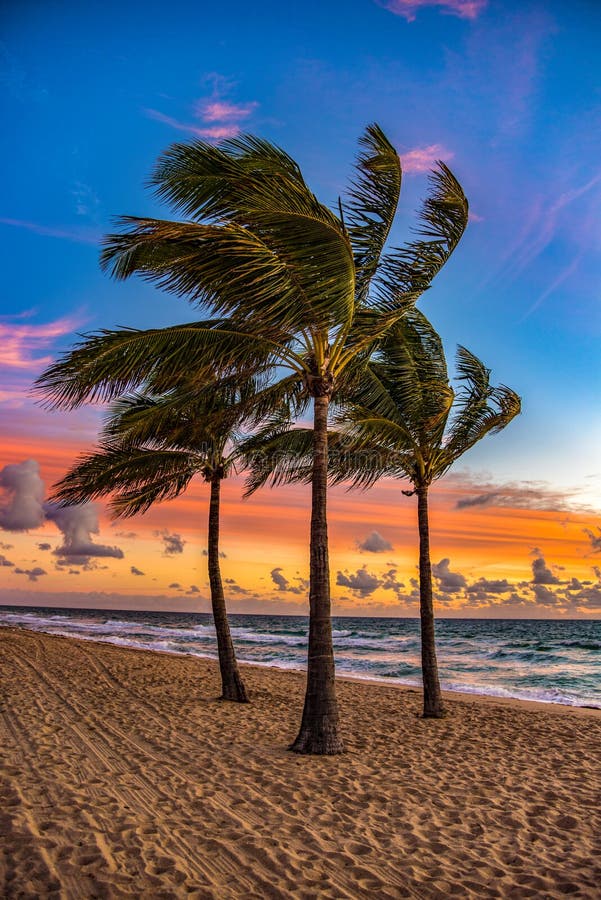 Palm Trees at Sunrise on Fort Lauderdale Beach Florida