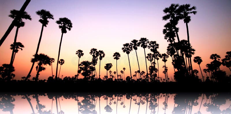 Palm trees on sunset