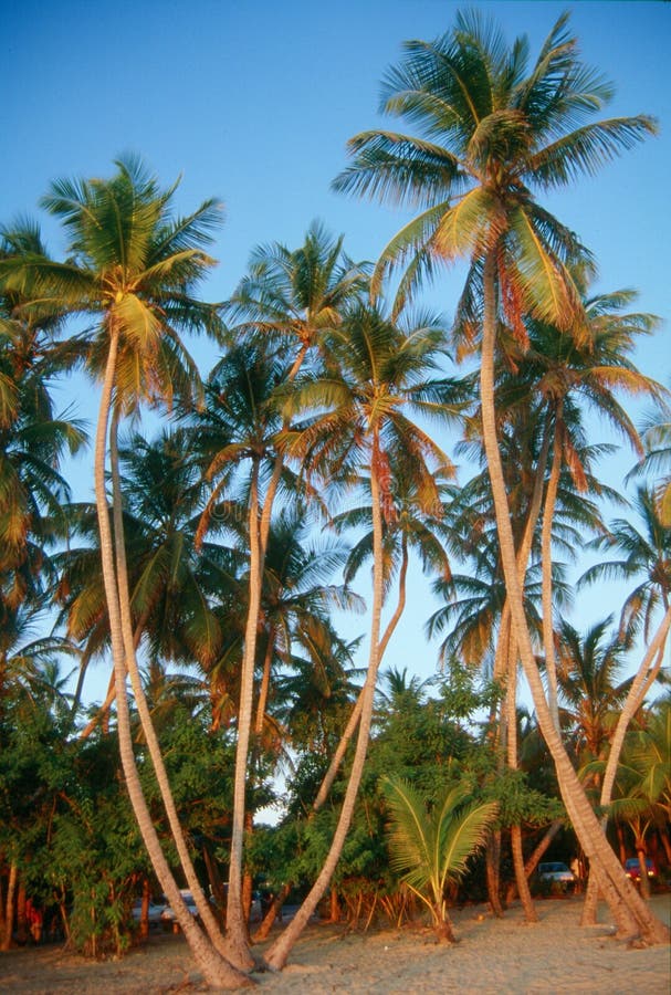Palm Trees on Martinique Beach Stock Image - Image of relaxing, beauty ...