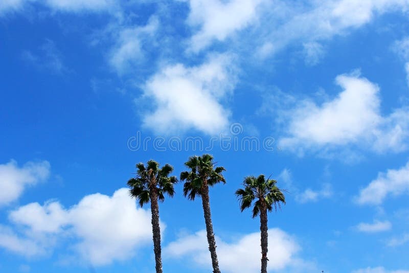 Palm trees, symbols of California coast