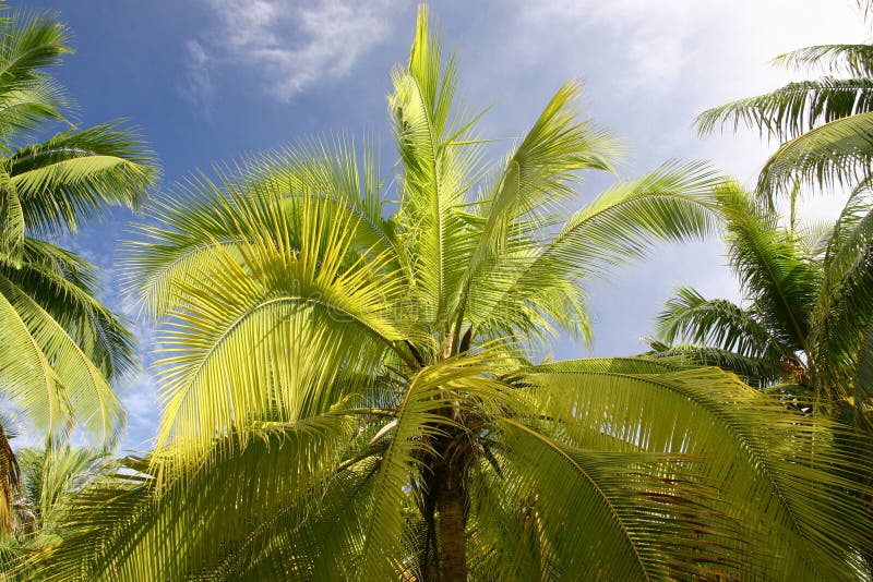 Palm trees in Tahiti