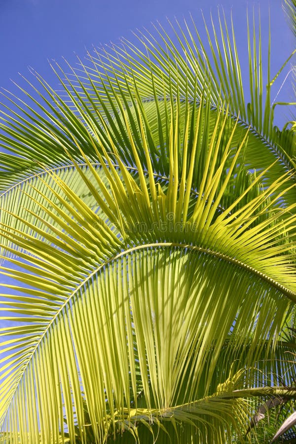 Palm trees in Tahiti