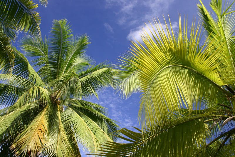 Palm trees in Tahiti