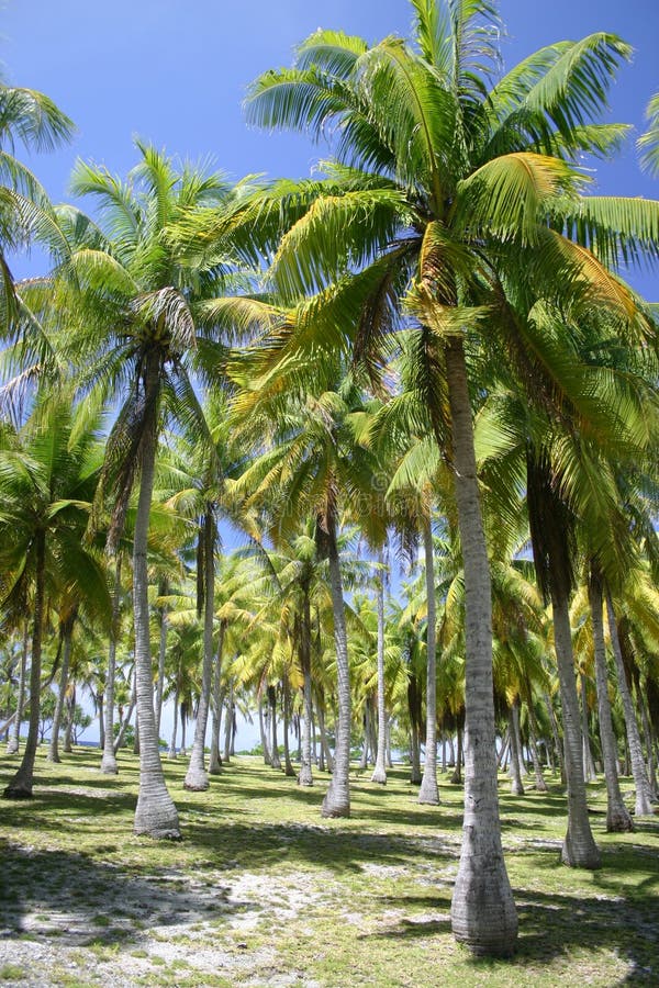 Palm trees in Tahiti