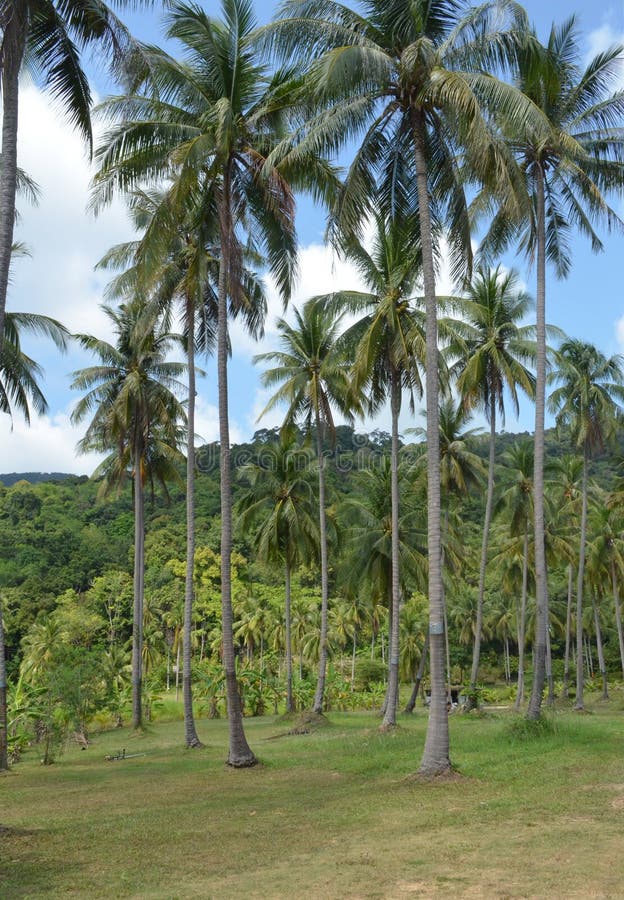 The Most Beautiful Palm Trees Stock Image Image of palm, tree 156577473