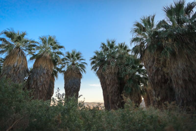 Palm trees at Thousand Palms Oasis Preserve