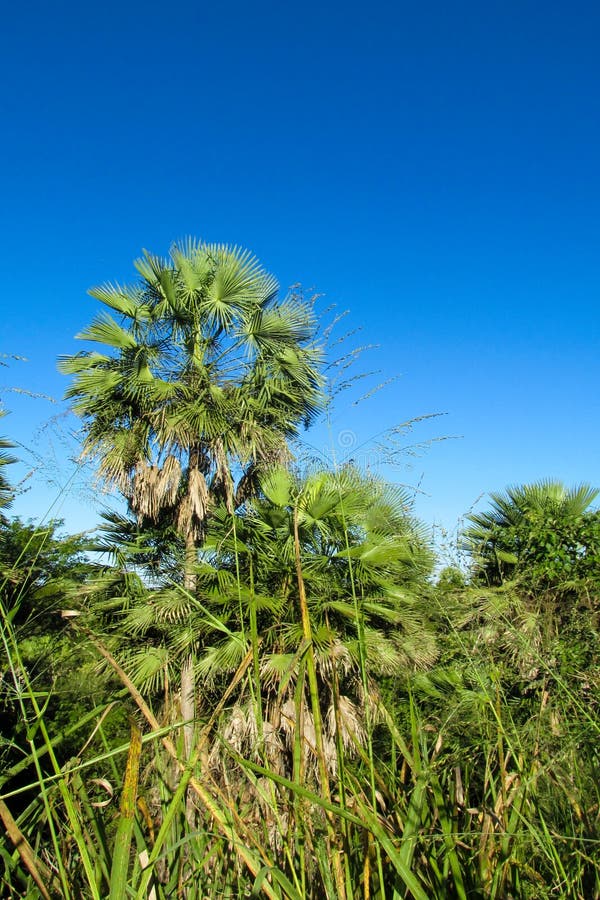 Palm trees in tropic stock photo. Image of relax, leaf 93371916