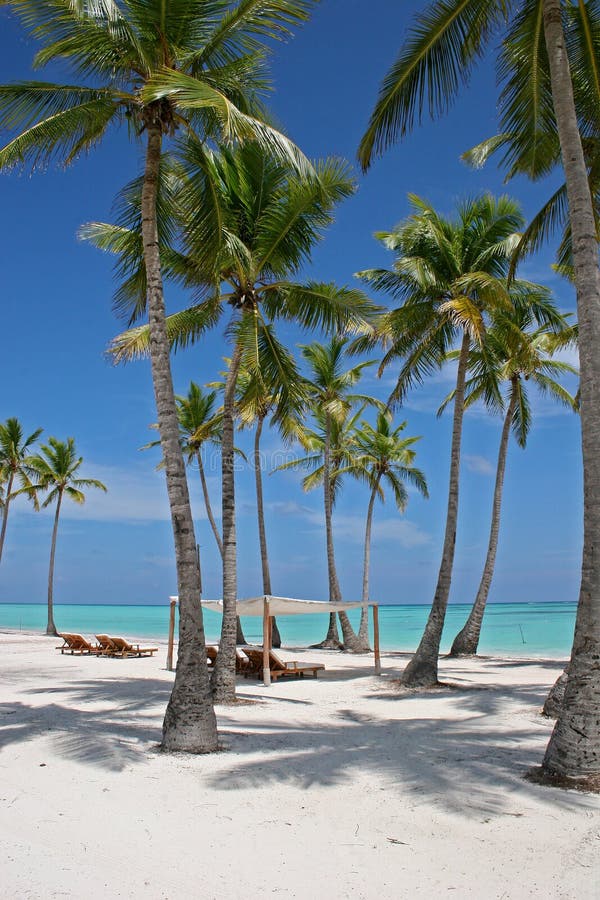 Palm trees on tropical beach