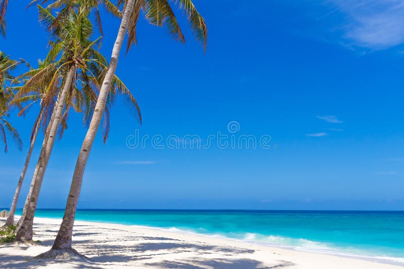 Palm trees on tropical sand beach and sea background, summer vacations
