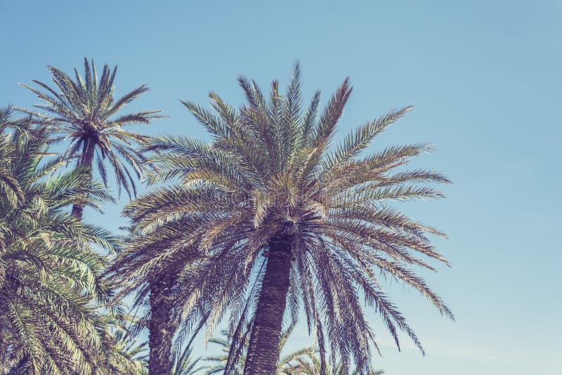 Palm trees at tropical beach, vintage toned and film stylized