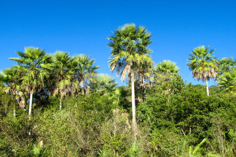 Palm trees in tropics stock photo. Image of paradise 93371964