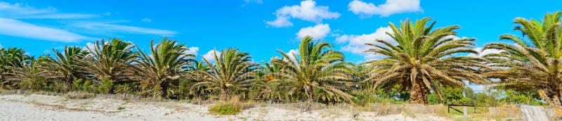 Palm trees under a blue sky