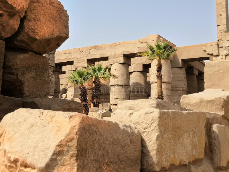 Palm trees in unlikely places royalty free stock image