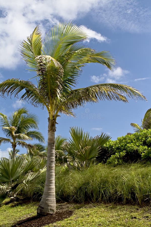 Palm Trees and Vegetation in the Tropics Stock Photo Image of