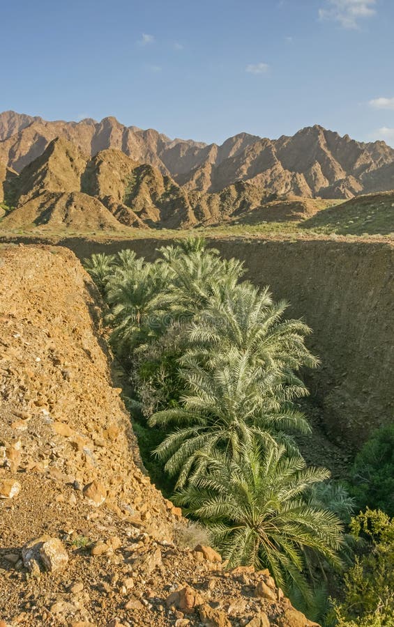 Palm Trees in a Wadi in the UAE
