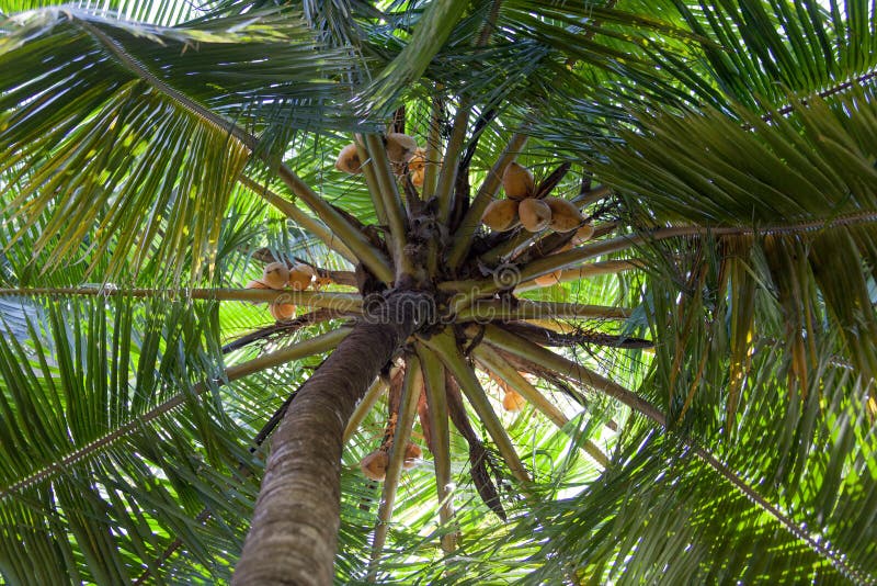 Palm Treetop royalty free stock photo