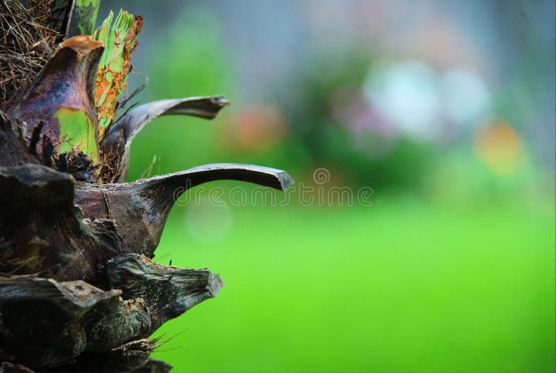 Palm trunk abstract