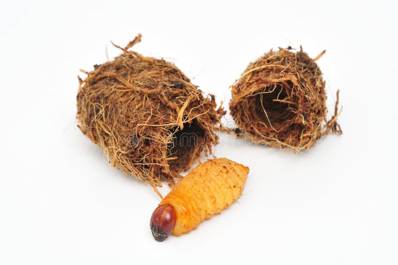 Palm Weevil Larva & Cocoon stock photo