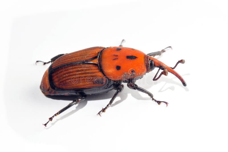 Palm Weevil. Rhynchophorus royalty free stock image