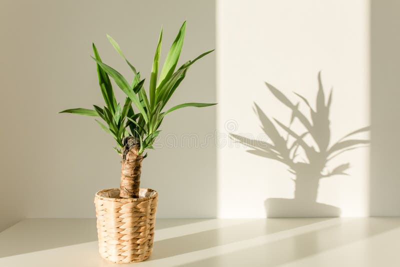 Yucca palm in a straw pot and shadows on a white wall. High quality photo. Yucca palm in a straw pot and shadows on a white wall. High quality photo