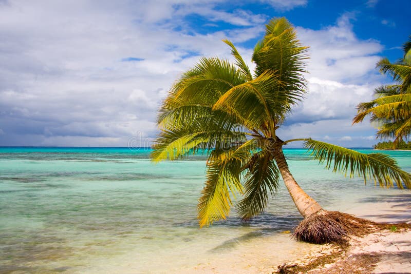 Palm tree on beautiful deserted tropical beach. Palm tree on beautiful deserted tropical beach.