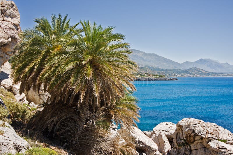 Palma da datteri del Cretan fotografia stock libera da diritti
