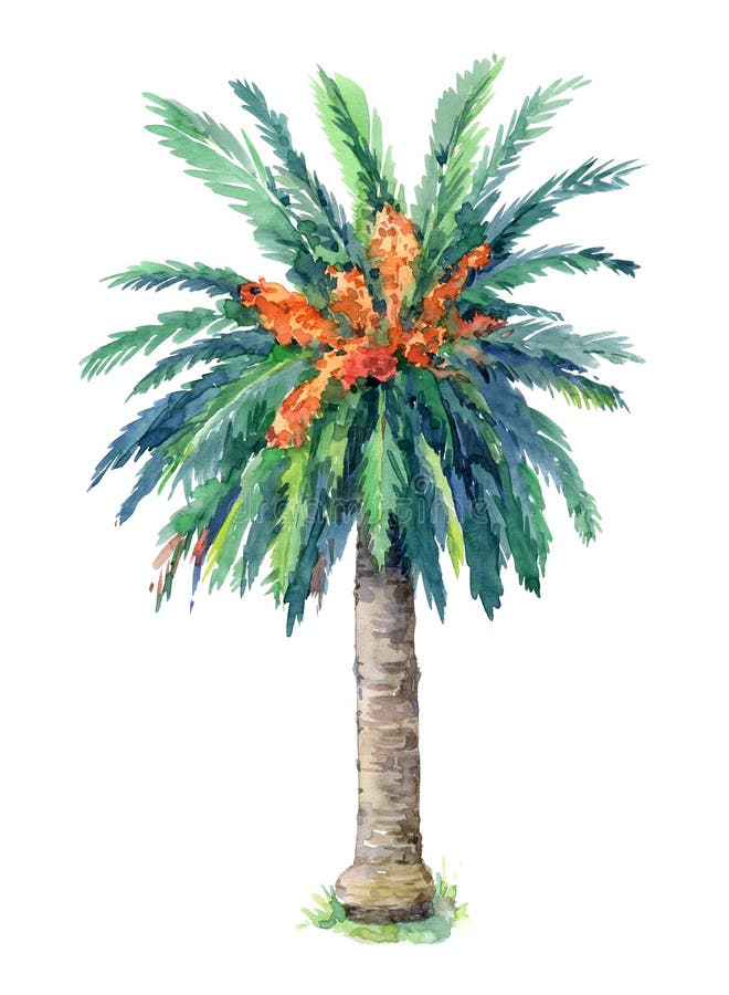 Palma de data das Ilhas Canárias isolada no fundo branco ilustração stock Palma de data das Ilhas Canárias isolada no fundo branco ilustração stock