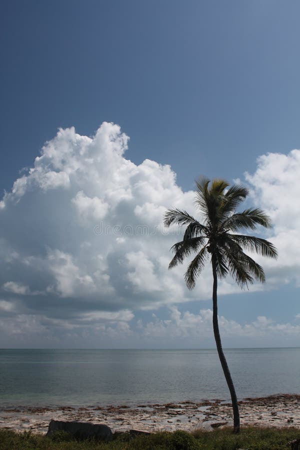 Palma di chiavi di Florida 3 fotografia stock Palma di chiavi di Florida 3 fotografia stock