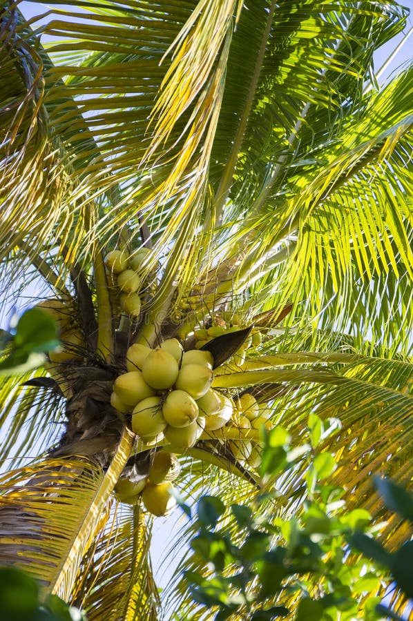 Palma kokosowa w ogrodzie tropikalnym fotografia royalty free Palma kokosowa w ogrodzie tropikalnym fotografia royalty free