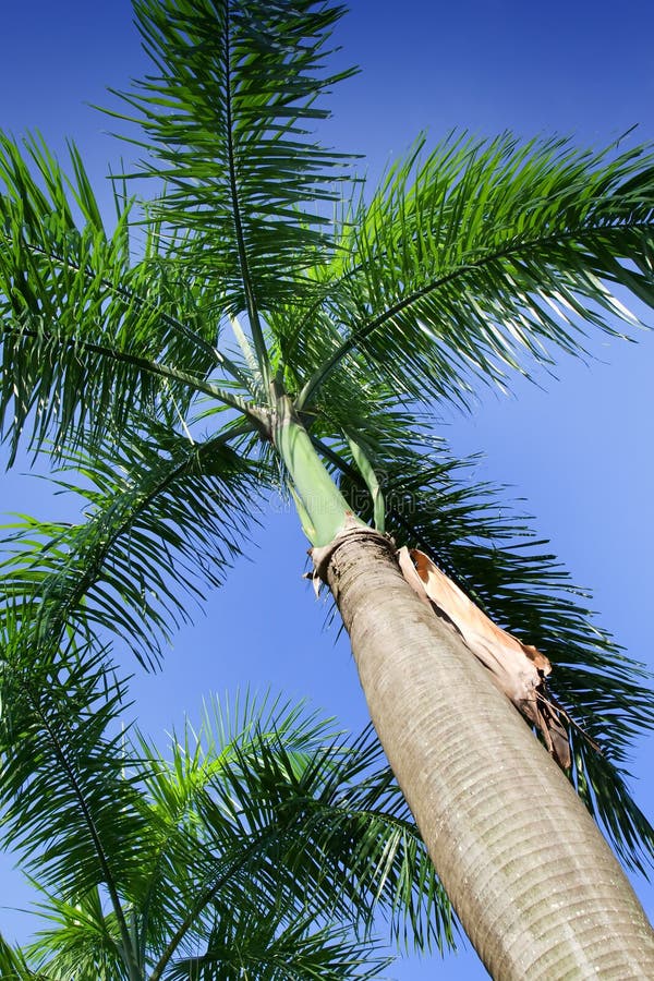 palmera