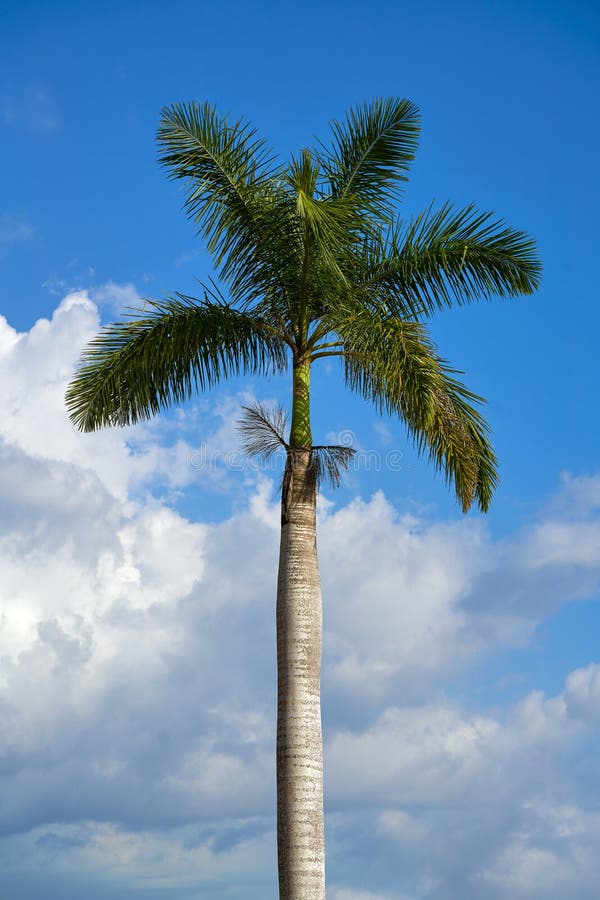 7,199 Royal Palm Tree Stock Photos - Free & Royalty-Free Stock