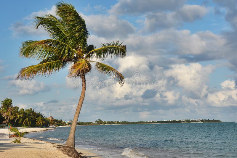 Caraibica