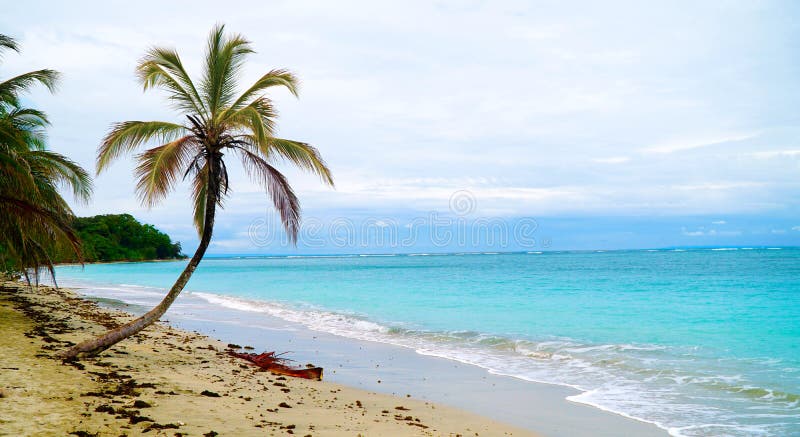 Palma tropical da praia do paraíso o mar das caraíbas foto de stock Palma tropical da praia do paraíso o mar das caraíbas foto de stock