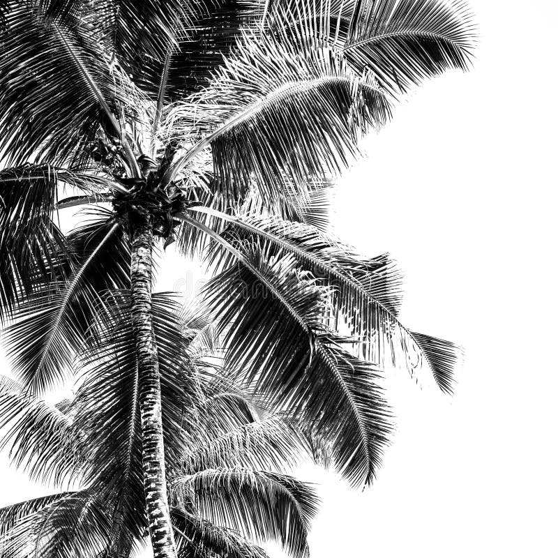 Palmas altas em uma praia tropical ilustração do vetor Palmas altas em uma praia tropical ilustração do vetor