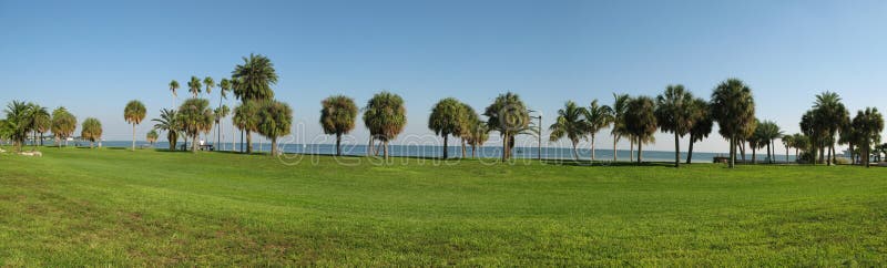Palmas ao longo do litoral de Florida