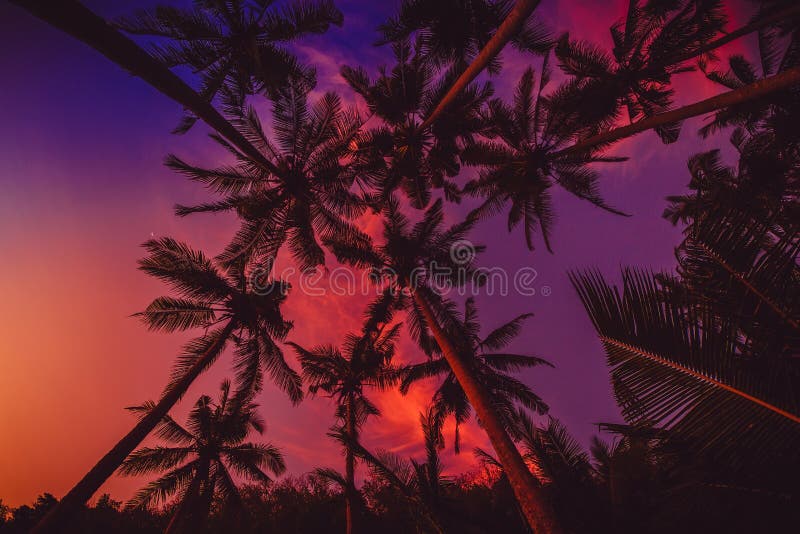 Palmas de coco exóticas com cores surpreendentes do por do sol na ilha tropical fotos de stock Palmas de coco exóticas com cores surpreendentes do por do sol na ilha tropical fotos de stock