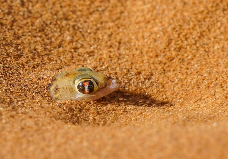 Palmato Gecko Lizard In Namib Desert, Namibia Stock Image - Image of