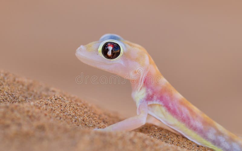 Palmatogecko (Pachydactylus Rangei), Also Known As Web-footed Ge Stock  Image - Image of colored, transparent: 36614743