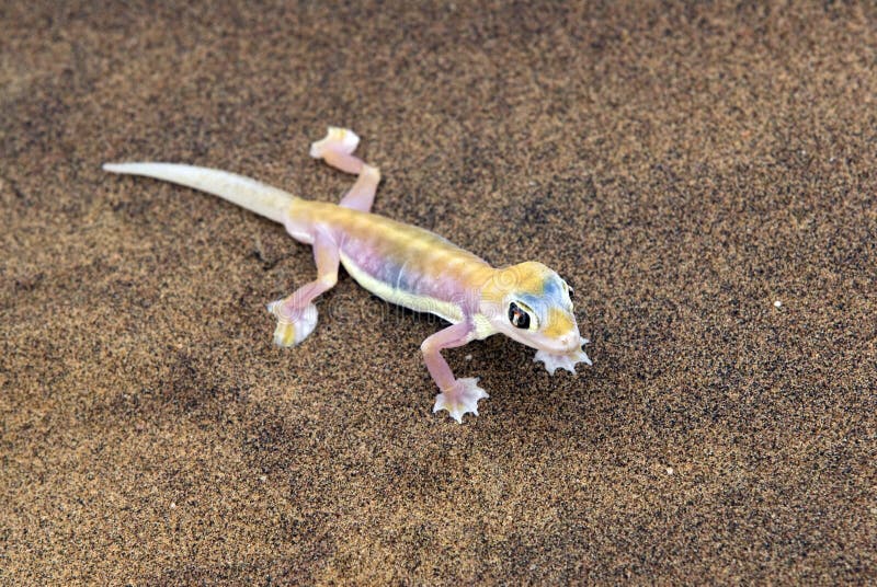 Palmatogecko in the desert near the namibian coastal town of swakopmund. Palmatogecko in the desert near the namibian coastal town of swakopmund