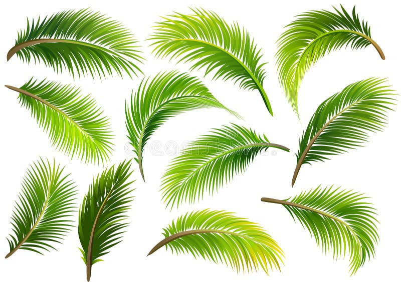 Palmbladen Vector royalty-vrije illustratie