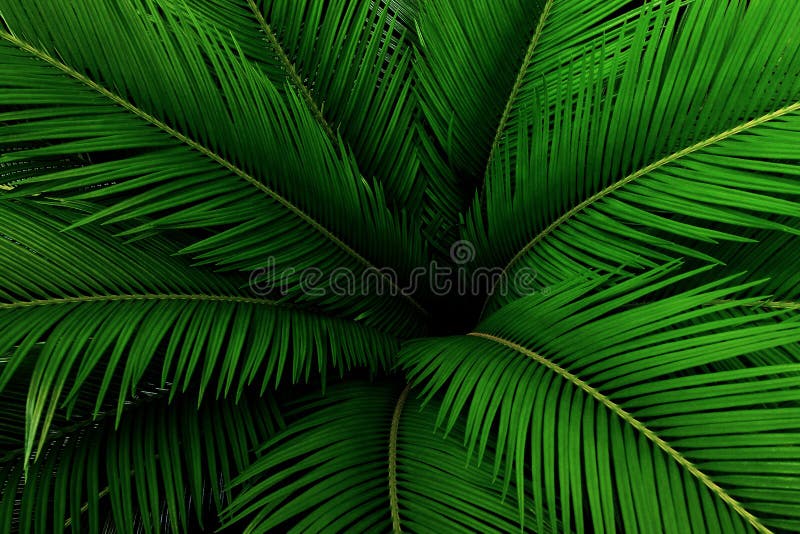 Palm leaves green pattern, abstract tropical green background. Palm leaves green pattern, abstract tropical green background.