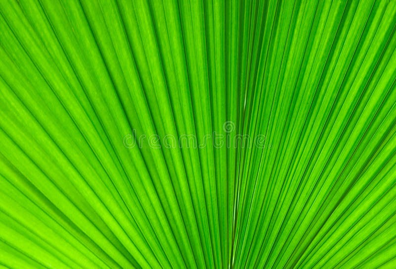 Palmblatt Palmblatt